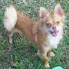 Lavora Tweet ,Nickname: Babygirl, Babygirl is a female Longhair Chihuahua CKC Reg., Her age is 10 Months, and her weight is 5 3/4lbs., Her coat is Chocolate Sable