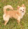 Prettyboy is a male Longhair Chihuahua CKC Reg. His age is 11 Months, His weight is 5 3/4lbs..His coat is: Cream.